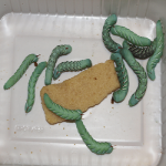 12 Medium Horn Worms
