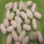 Cocoons, dozen